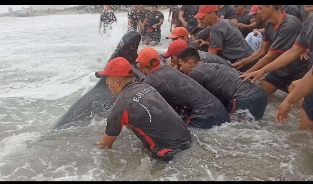 Militares salvaron a Orca varada en la orilla de La Libertad.