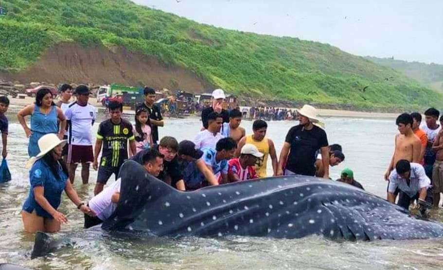 Tiburón – ballena murió en la orilla de Libertador Bolívar.