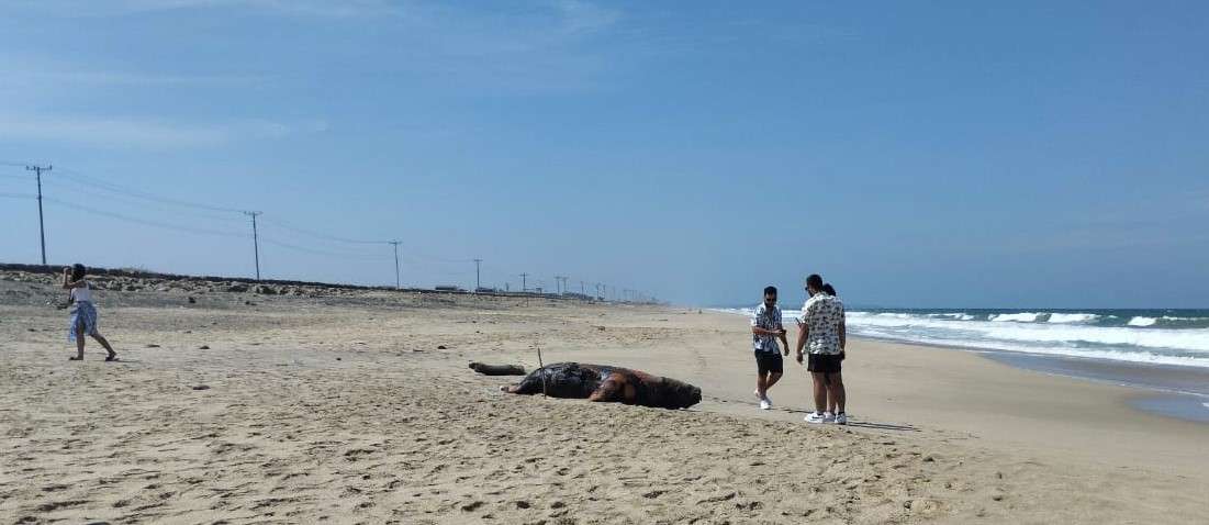 Lobos Marinos aparecen muerto en la playa de Mar Bravo.