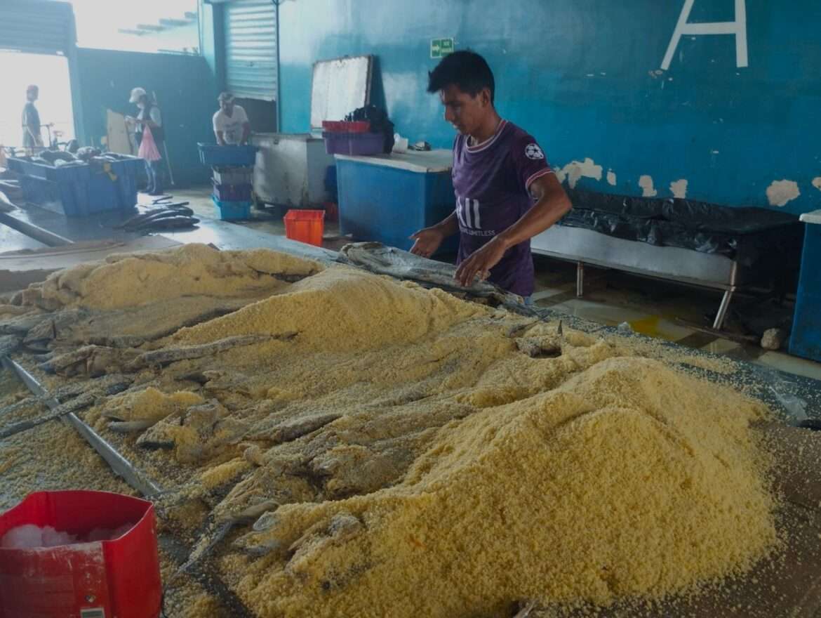 Se incrementó la venta del pescado salado en los puertos de Santa Elena