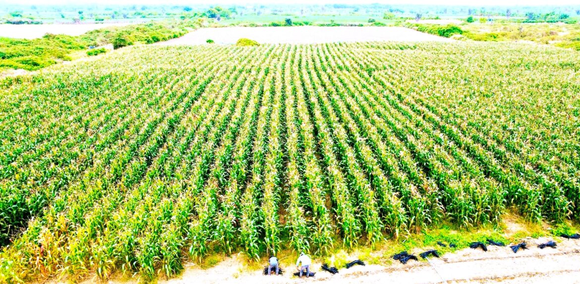El maíz predomina en el Valle del Río Javita