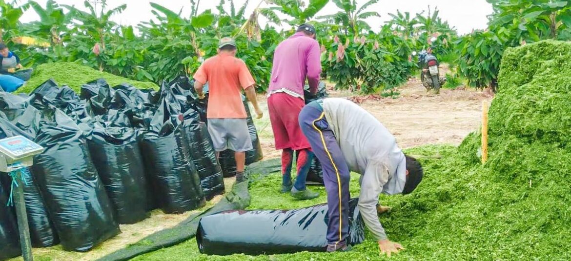 Con gran producción los agricultores celebraron los 35 años del trasvase de agua a Santa Elena