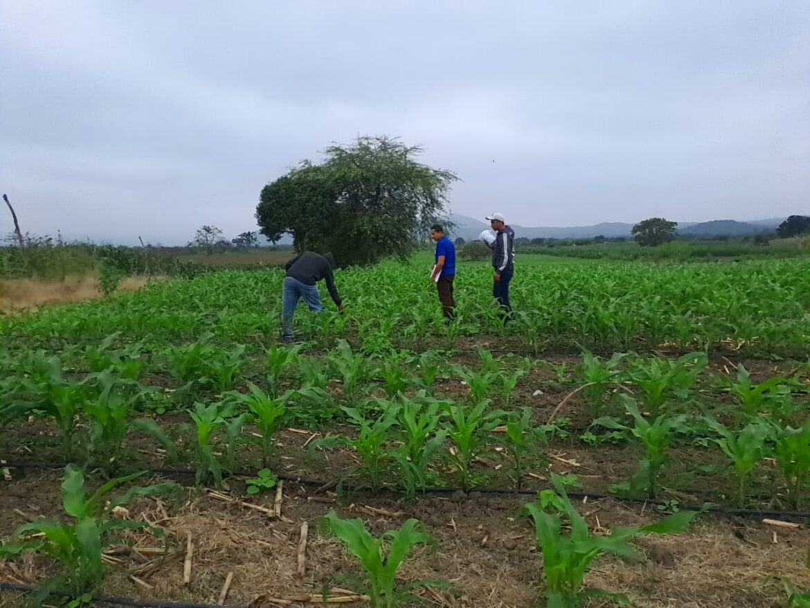 Prefectura impulsa producción de alimentos orgánicos con control biológico