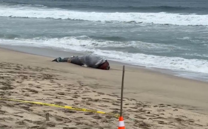Hallan ballena muerta en Mar Bravo