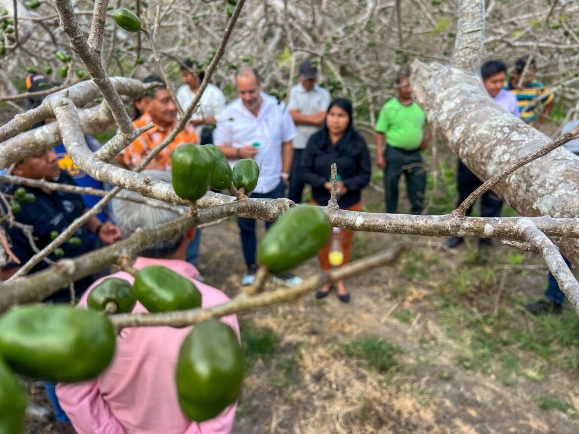 ´Mosca de la Fruta´ ya no será un problema para agricultores de parroquia Simón Bolívar