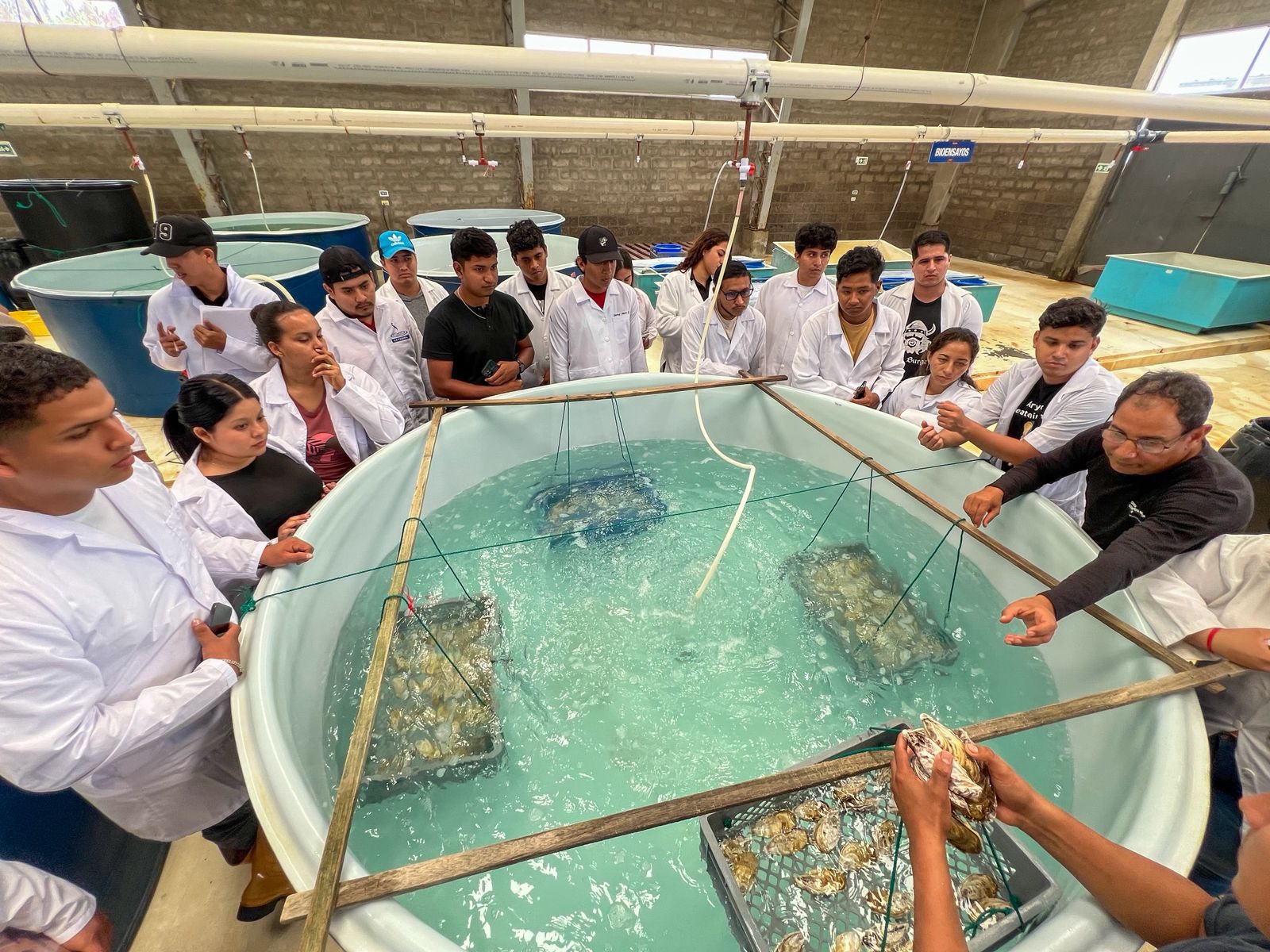 Estudiantes de Biología conocieron el proceso de producción de semillas de ostras en Santa Elena