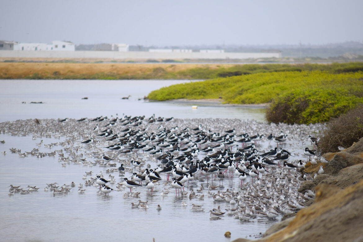 Monteverde se convierte en el epicentro de la conservación y el turismo responsable