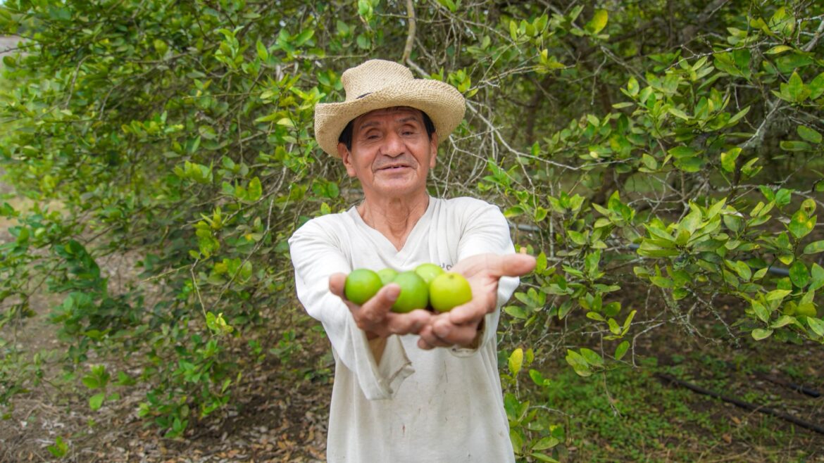 En Barcelona, el campo rinde frutos con el apoyo de la Prefectura de Santa Elena