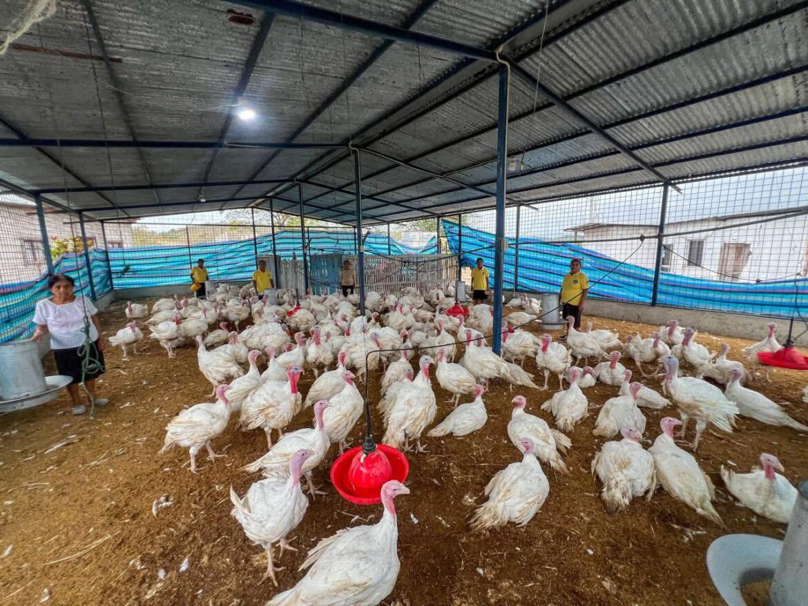 Prefectura impulsa producción de pavos criollos en Manglaralto y Colonche