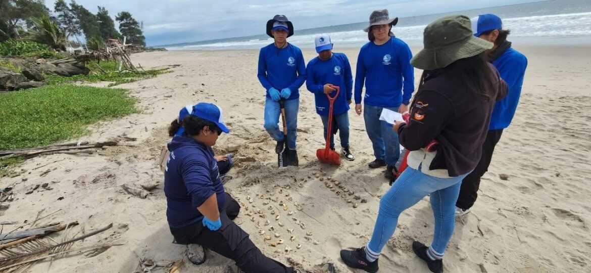 Ministerio aclaró retiro de cercos de protección de nidos de tortugas en Manglaralto