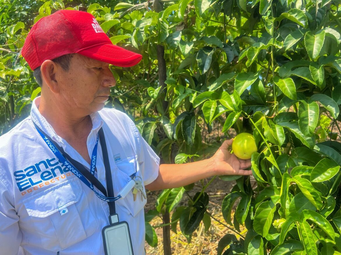 Prefectura de Santa Elena fortalece la producción sostenible con entrega de abono orgánico en Sitio Nuevo