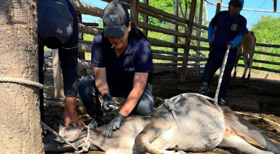 MAGP lidera fortalecimiento ganadero en Santa Elena con asistencia técnica en territorio