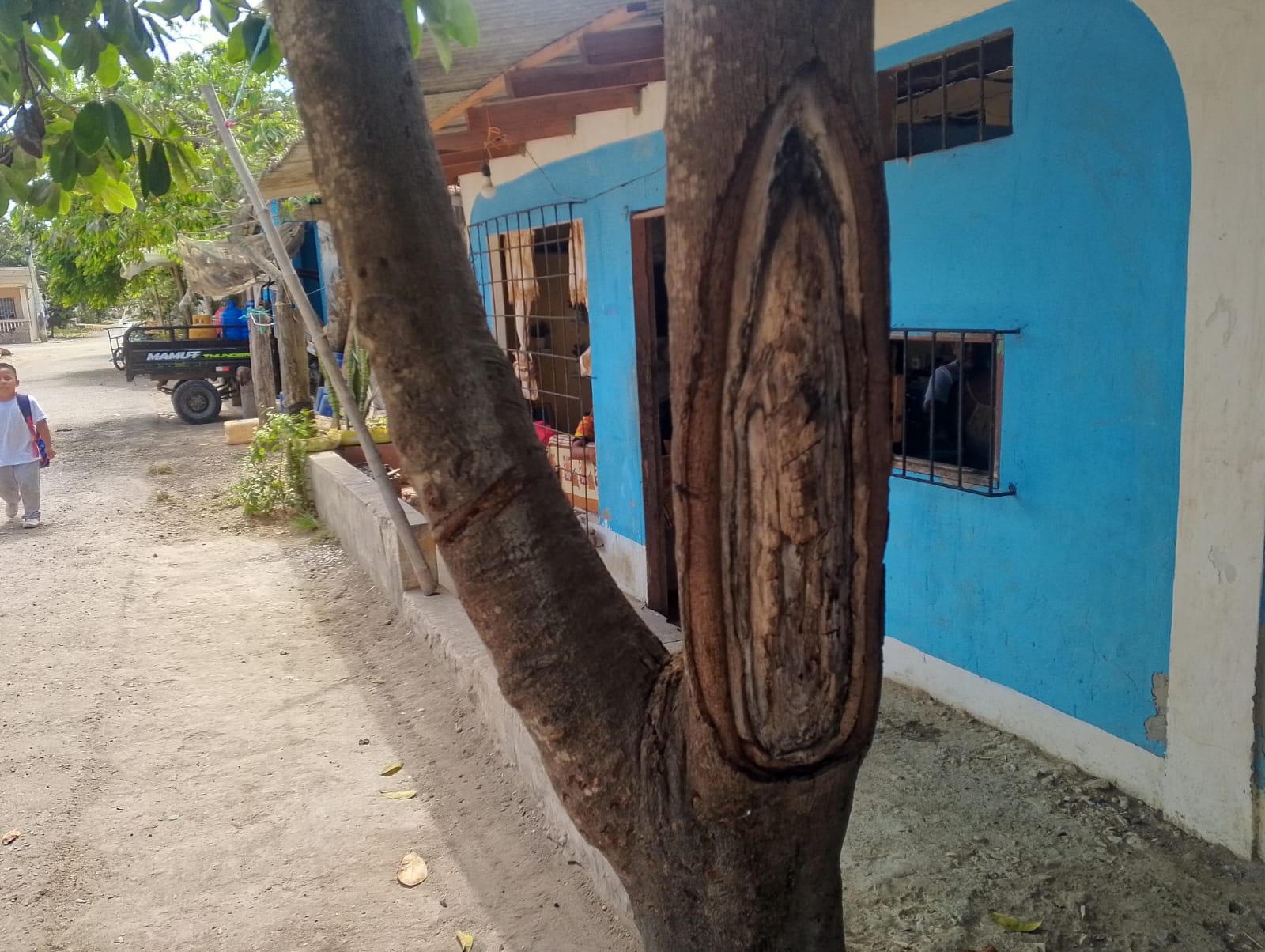 Imagen de la Virgen de Guadalupe aparece en un árbol en la comuna Cadeate