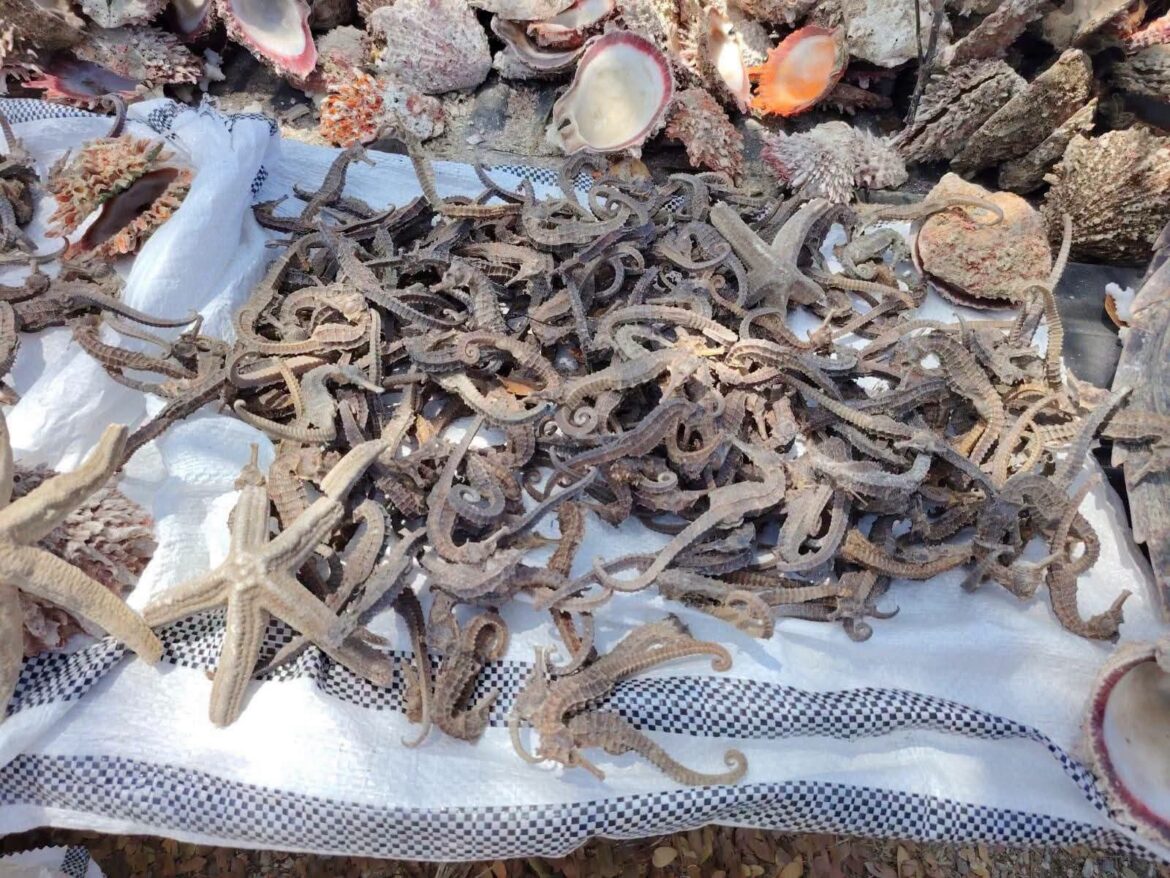 Decomisan especies de fauna marina que son prohibidas para su comercialización
