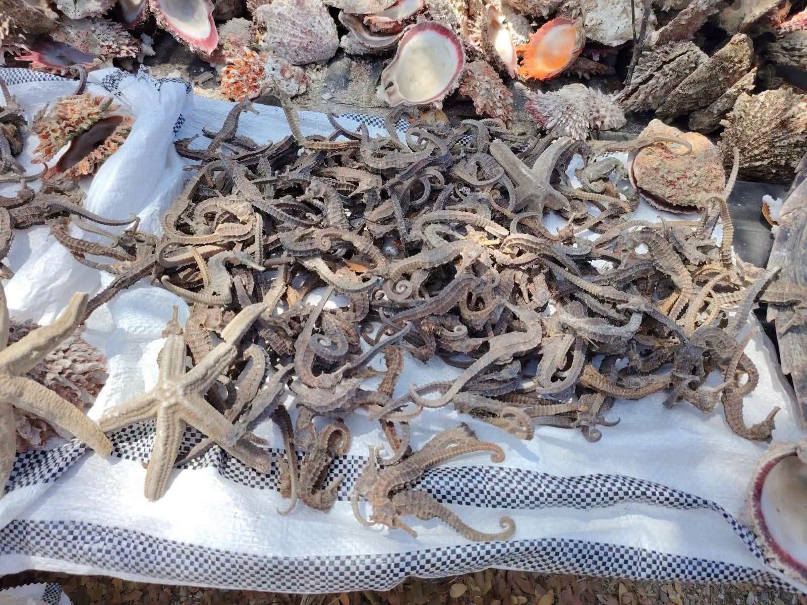Decomisan especies de fauna marina que son prohibidas para su comercialización