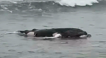 Ballena juvenil fue hallada muerta en la playa de San Pablo